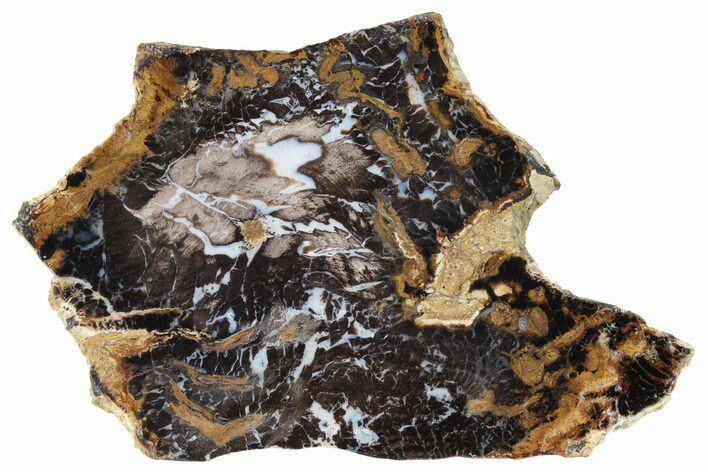 Petrified Wood (Sycamore) Slab - Parker, Colorado #227656